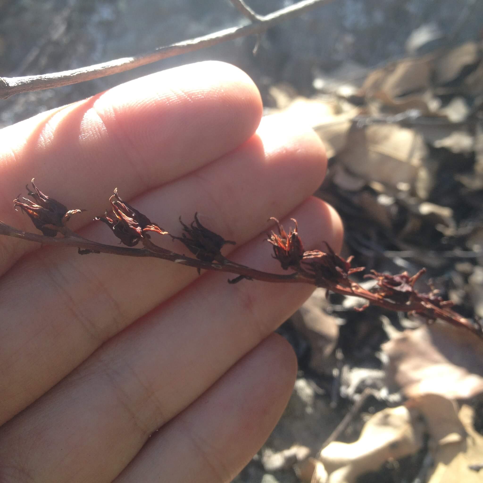 Echeveria calderoniae